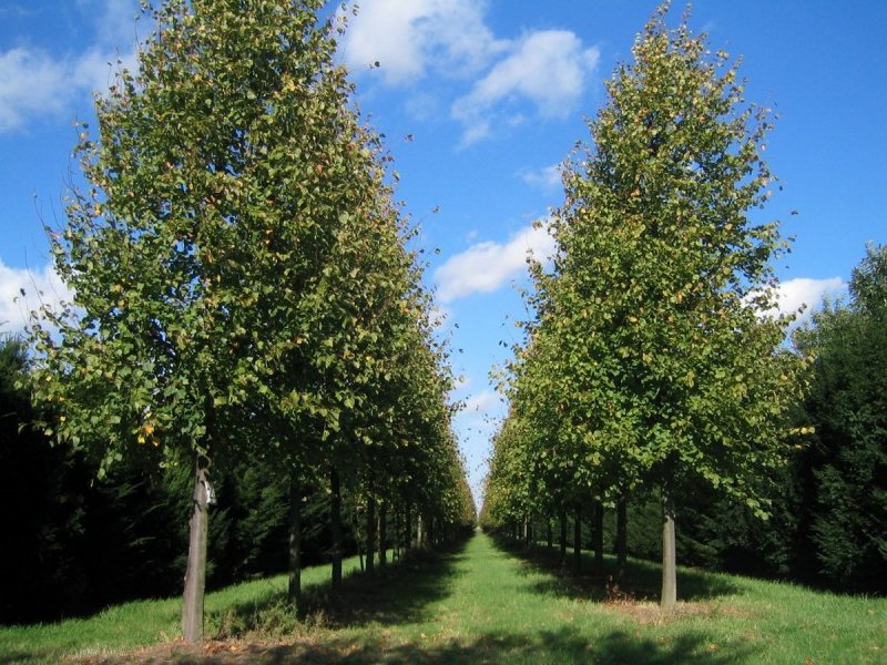 Липа мелколистная Tilia cordata