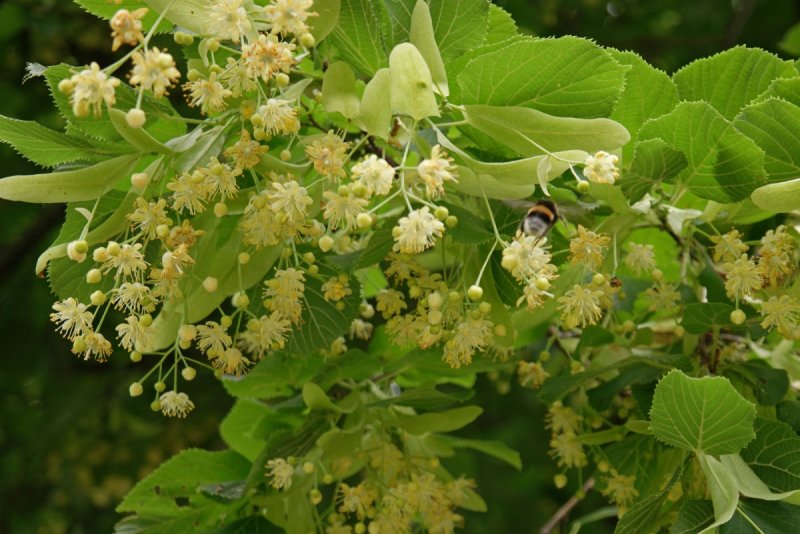 Липа крупнолистная цветы