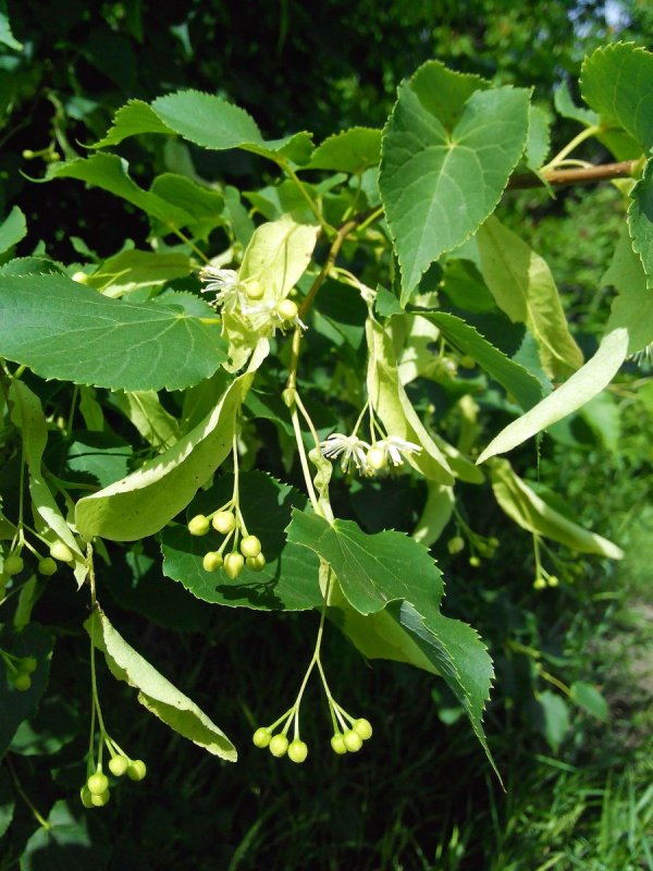 Липа японская Tilia japonica