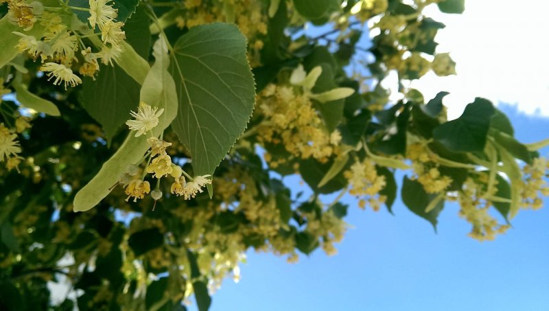 Липа мелколистная, черёмуха