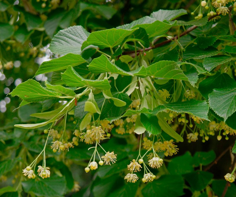 Липа мелколистная (Tilia