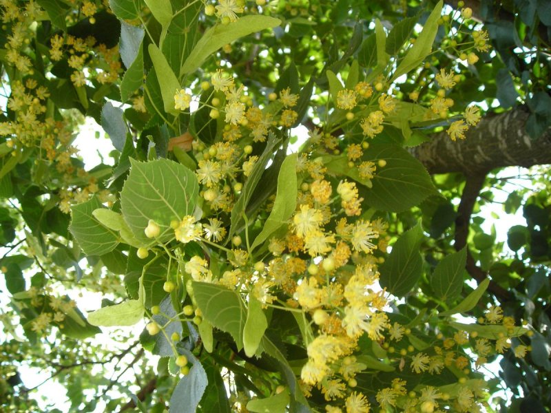 Липа крупнолистная