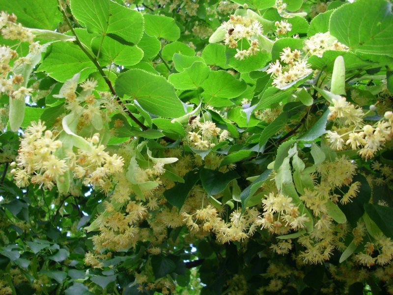 Липа войлочная мелколистная