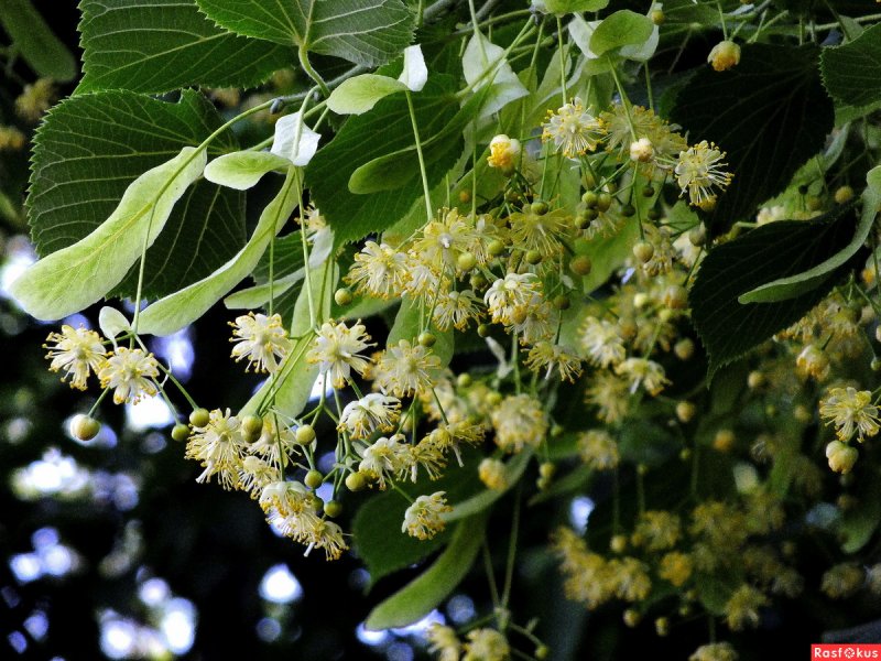 Липа Амурская