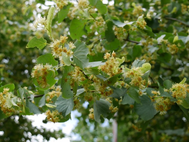 Липа сердцевидная Tilia cordata