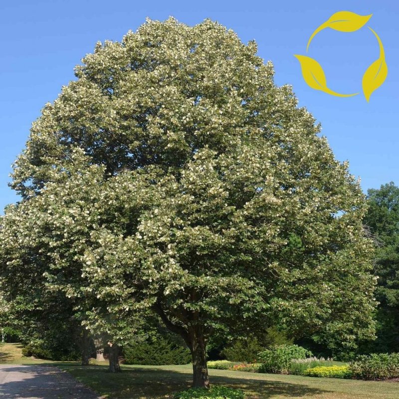 Липа войлочная (серебристая) (Tilia tomentosa)