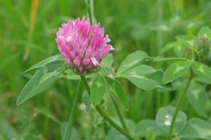 Красный Клевер Trifolium pratense