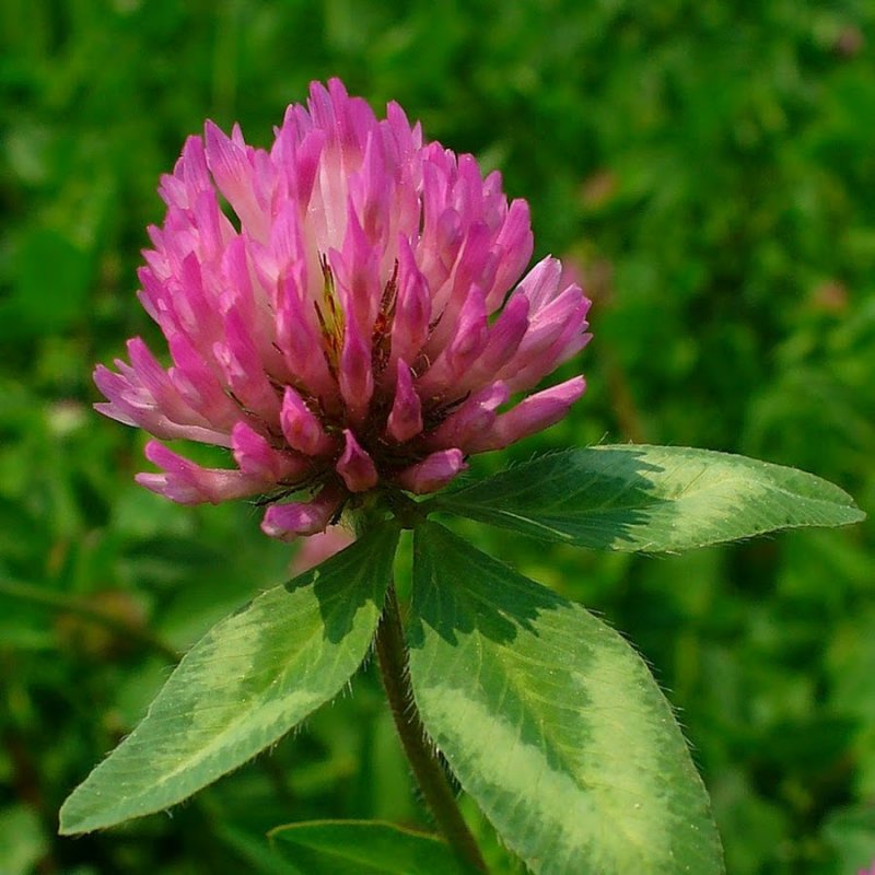 Клевер Луговой Trifolium praténse