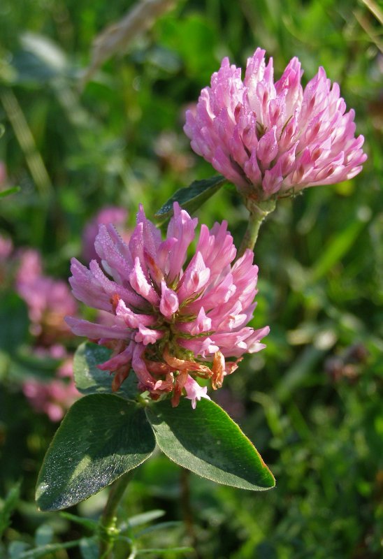 Красный Клевер Trifolium pratense