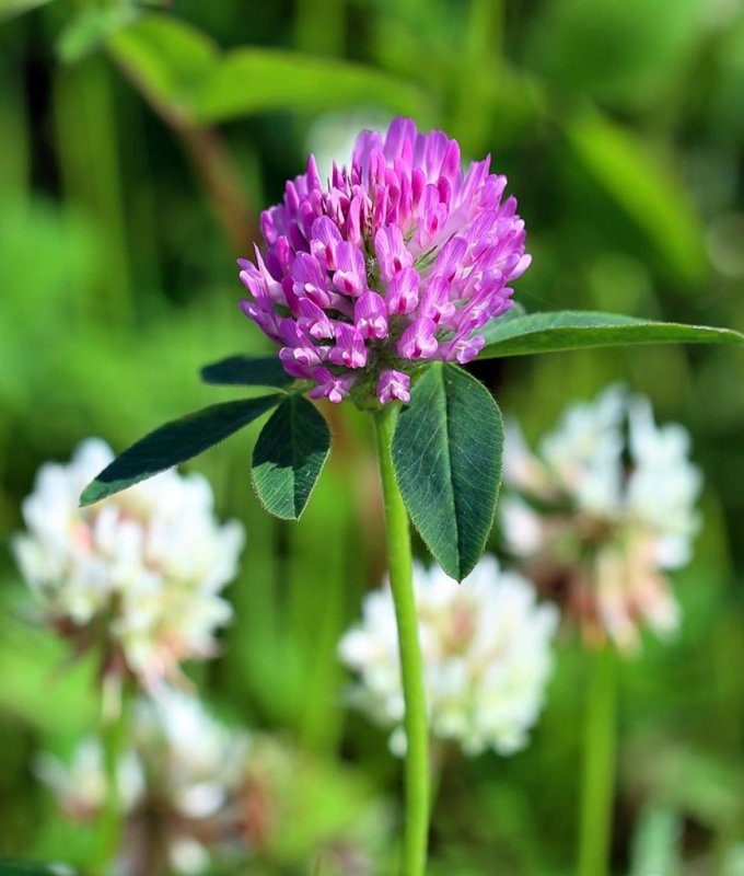 Клевер — Trifolium pratense