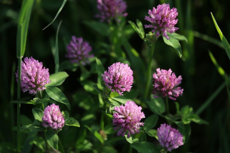 Клевер Луговой (Trifolium pratense)