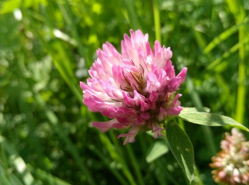 1. Клевер Луговой (Trifolium pratense l.)