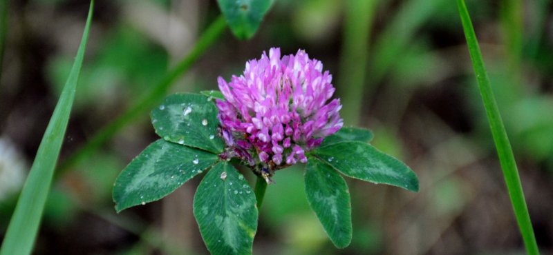 Красный Клевер (Red Clover)