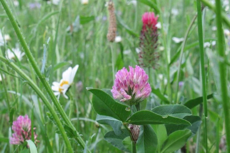 Клевер Луговой Trifolium praténse