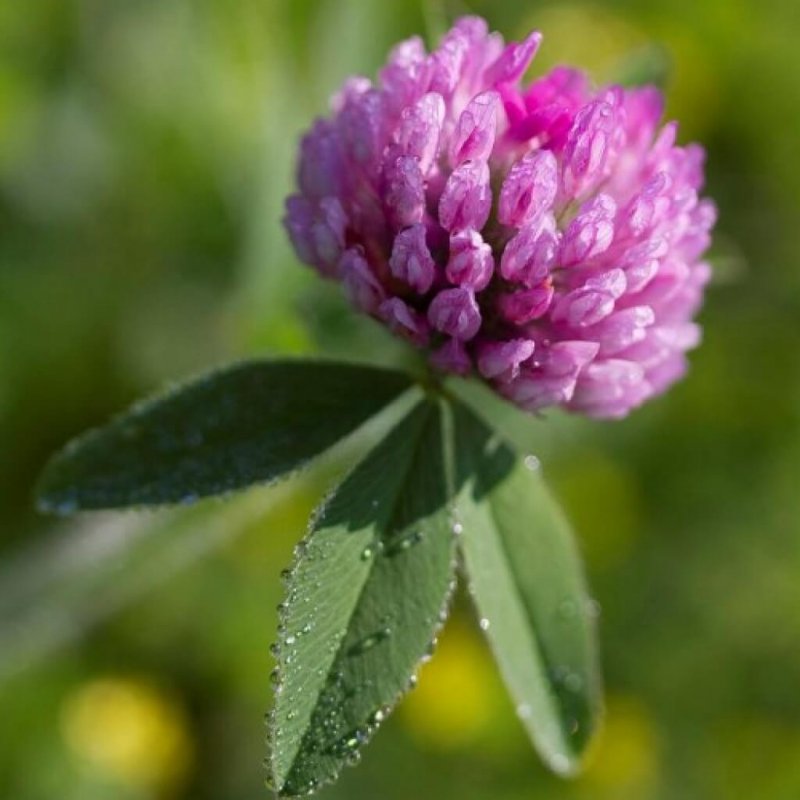 Красный Клевер (Red Clover)