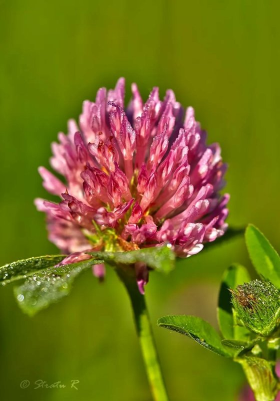Красный Клевер (Red Clover)