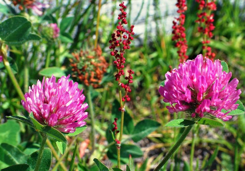 Клевер — Trifolium pratense