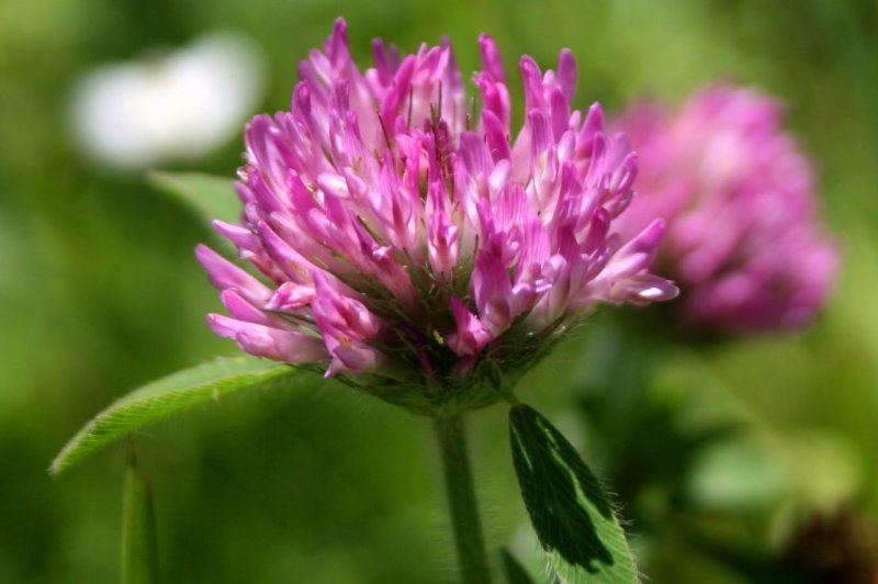 Клевер красный (Trifolium Rubens)