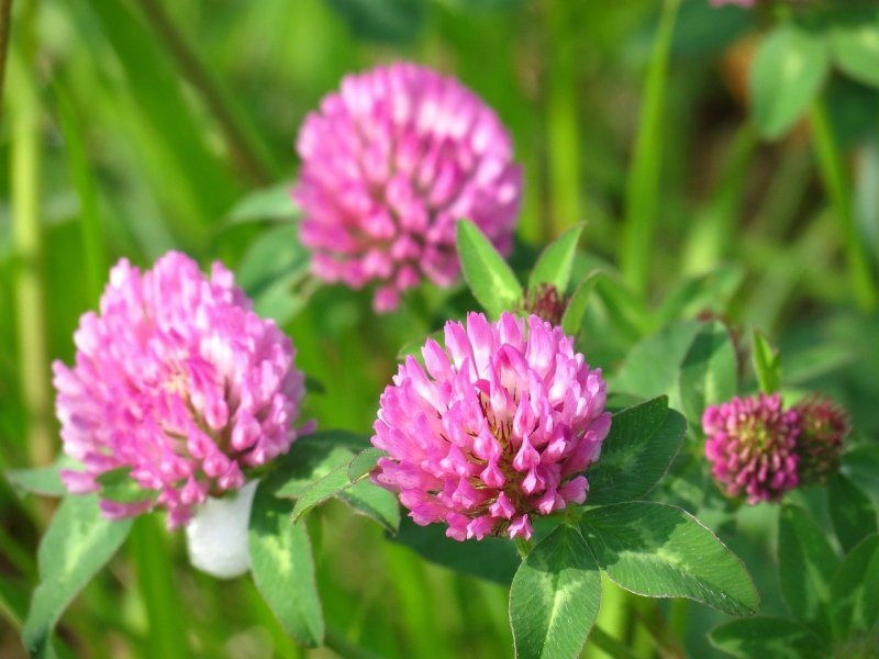 Клевер Луговой (Trifolium pratense)