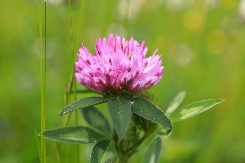 Клевер красный (Trifolium Rubens)
