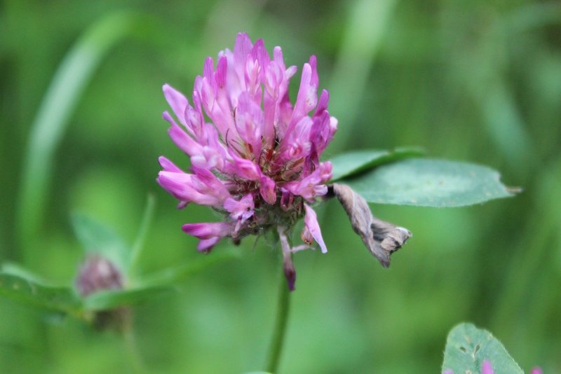 Красный Клевер Trifolium pratense