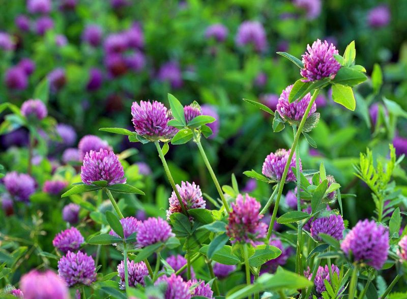 Клевер — Trifolium pratense