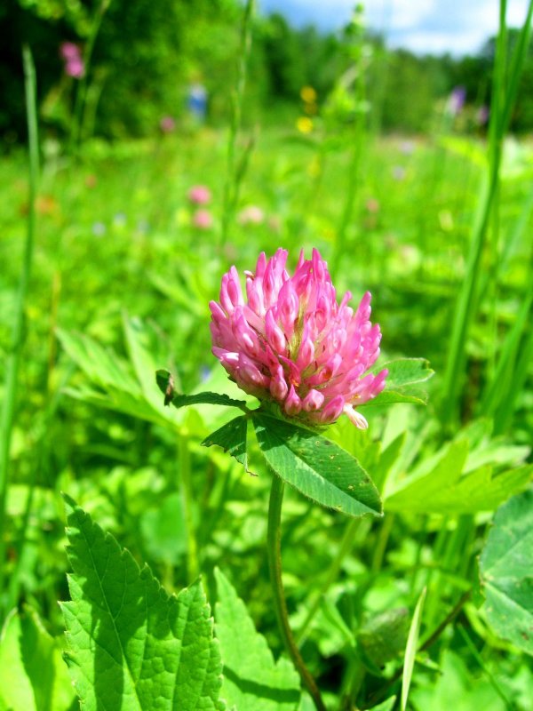Красный Клевер Trifolium pratense