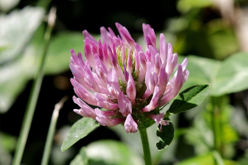 Клевер — Trifolium pratense