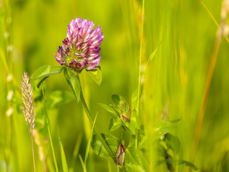 Красный Клевер Trifolium pratense