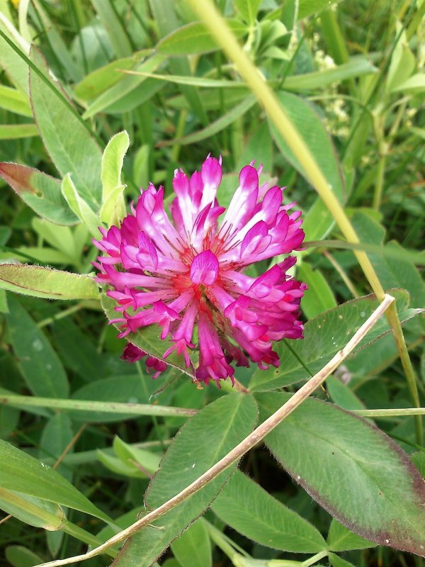 Красный Клевер Trifolium pratense