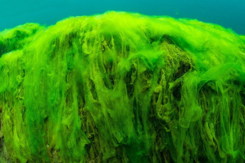 Спирогира зеленая нитчатая водоросль