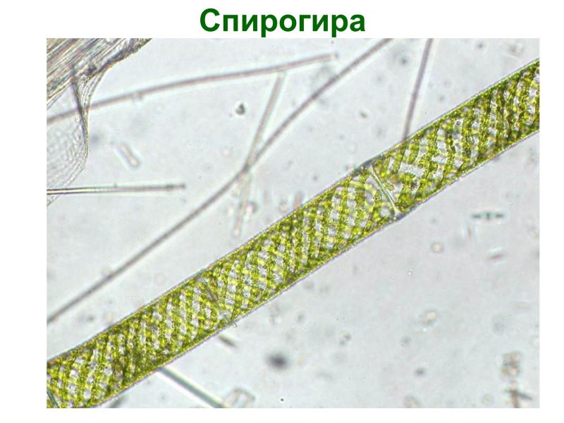 Многоклеточная водоросль спирогира