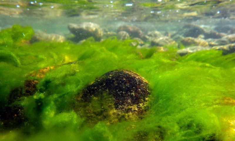 Зелёная нитчатая водоросль Байкал