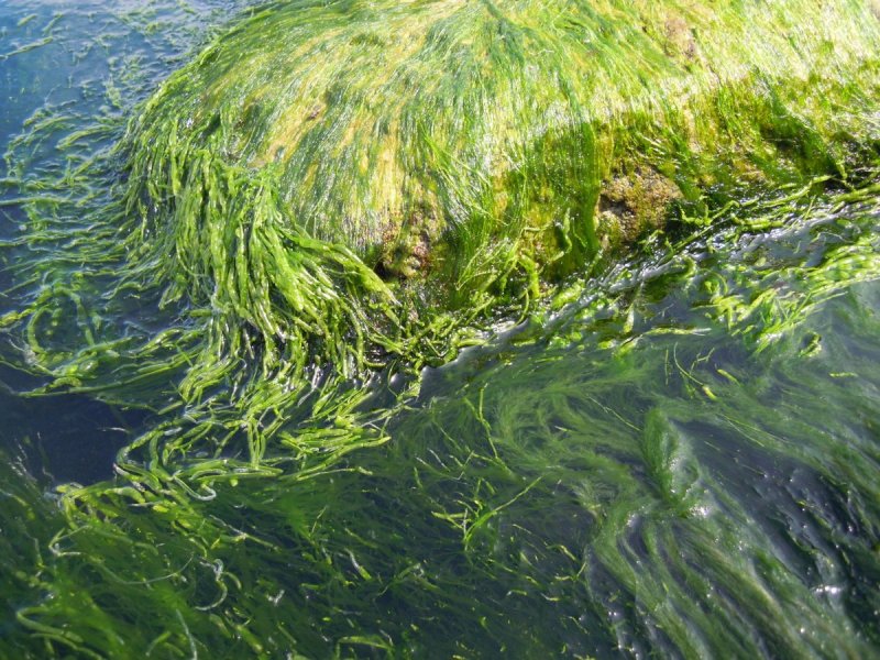 Болотная водоросль спирогира