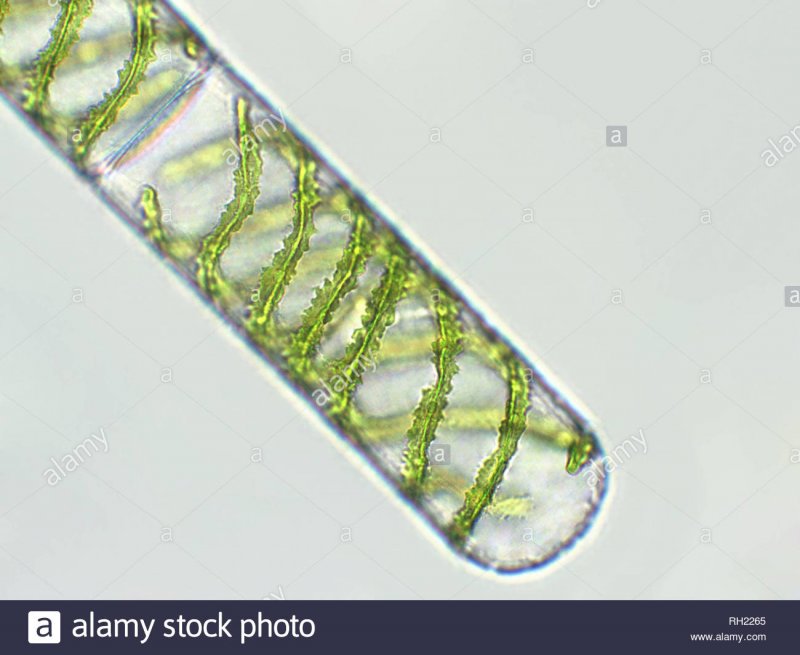 Спирогира (Spirogyra)