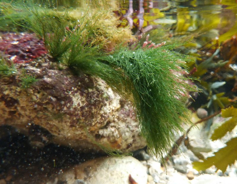 Spirogyra porticalis