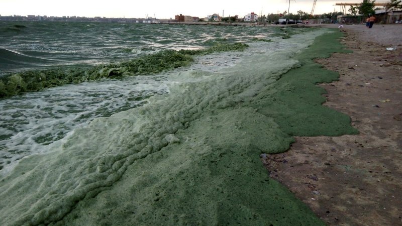 Нитчатые водоросли PH 4.7