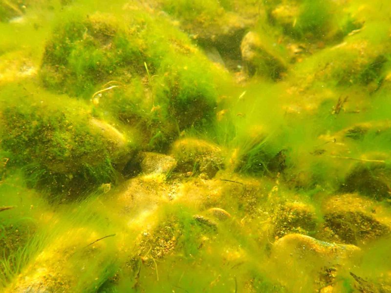 Улотрикс водоросль