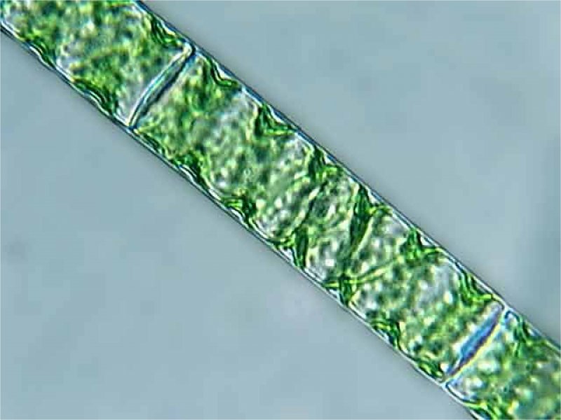 Spirogyra porticalis