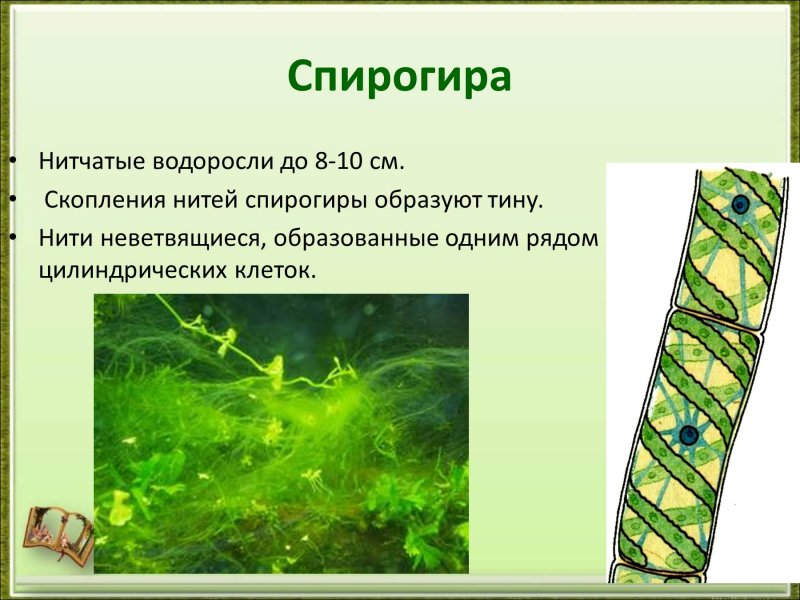 Многоклеточные зеленые водоросли спирогира