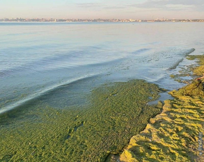 Экология водорослей