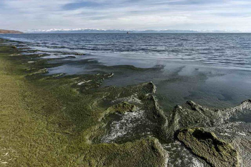 Водоросль спирогира на Байкале