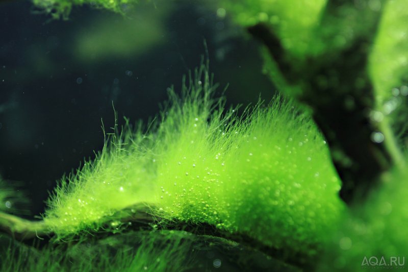 Chlorophora tinctoria