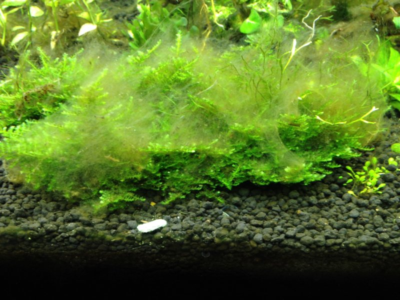 Brown algae microscopy