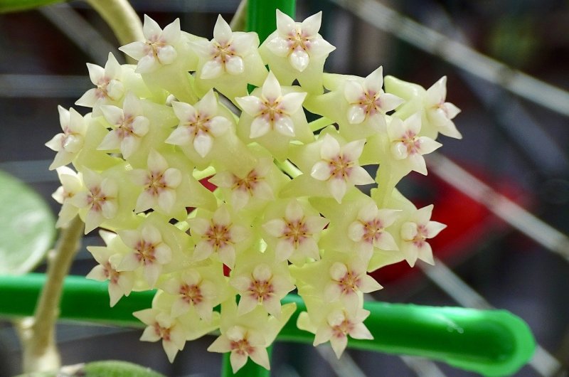 Хойя (Hoya)