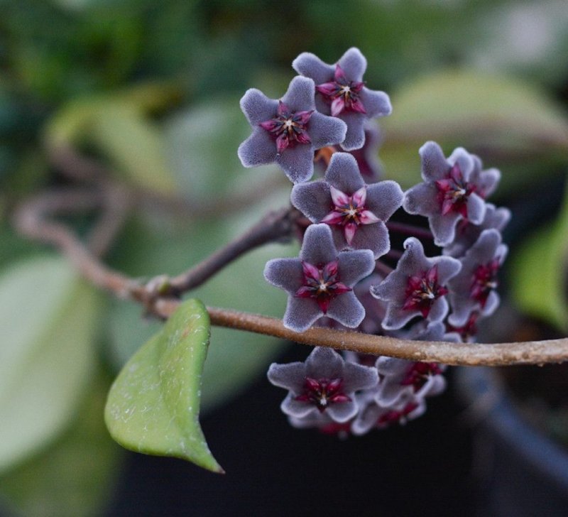 Hoya pubicalyx Royal Hawaiian Purple