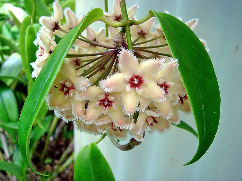 Хойя буотти Hoya buotii