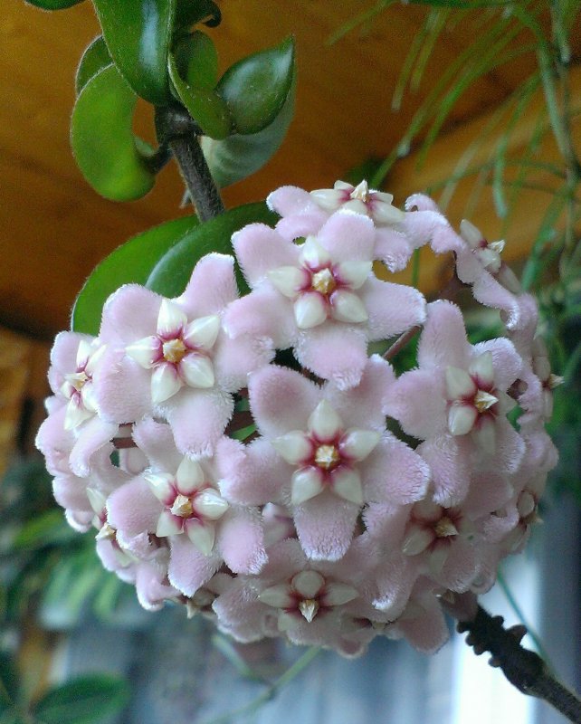 Хойя Карноза