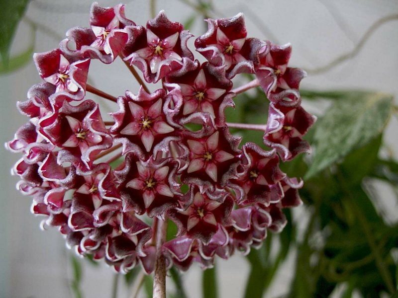 Hoya corymbosa