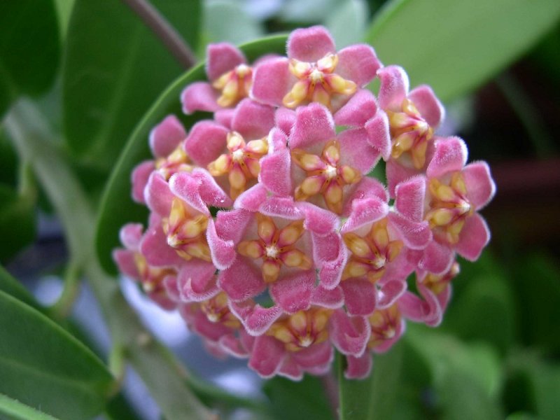 Хойя (Hoya)